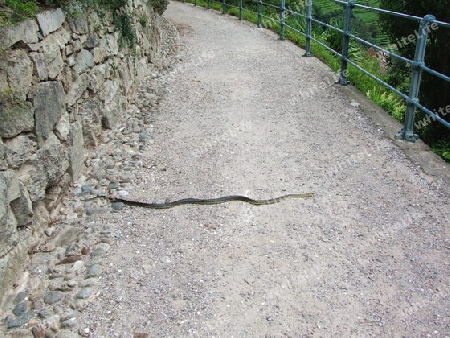 Ringelnatter auf Weg