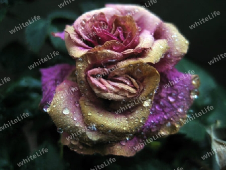 Trockene Rose