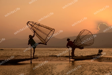 Fishermen at sunrise in the Landscape on the Inle Lake in the Shan State in the east of Myanmar in Southeastasia.