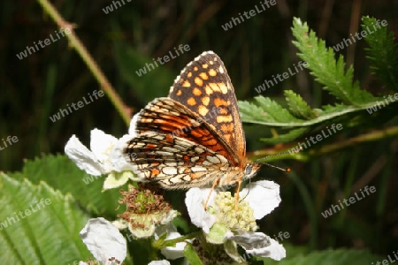 Wachtelweizen-Scheckenfalter (Melitaea athalia)