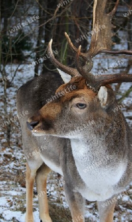 Hirsch Heinrich