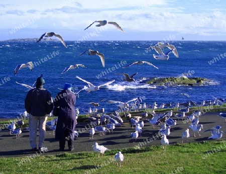 Feeding Seagulls