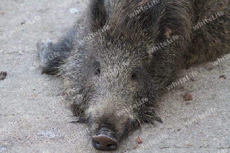 Wildschwein