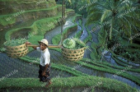 Die Reisfelder in Zentral Bali bei Tegalalang noerdlich von Ubud auf der Insel Bali in Indonesien.