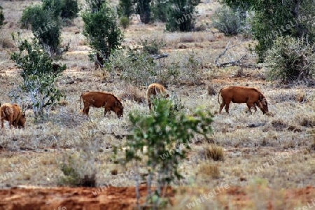 Safari