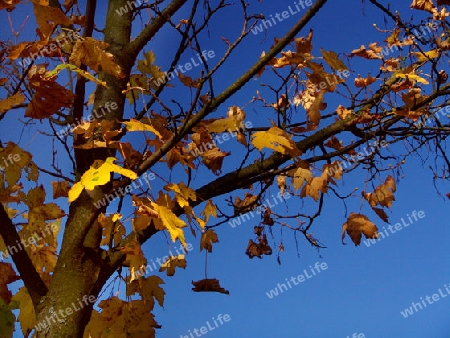                               Herbstlaub 