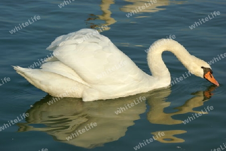 SCHWAN 2