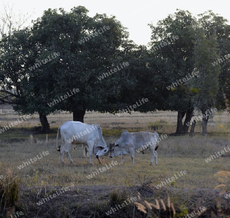 Die Landwirtschaft mit Reisfeldern im Winter bei Amnat Charoen im Isan im osten von Thailand,