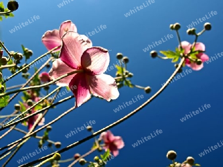 japanische Anemonen