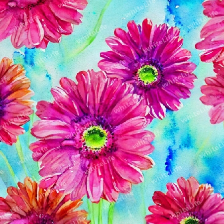 gerbera