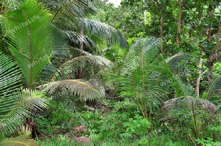 Beautiful palm trees at the beach on the tropical paradise islands Seychelles