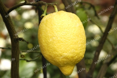 Lemon tree