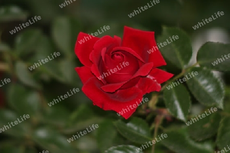 Rote Rose