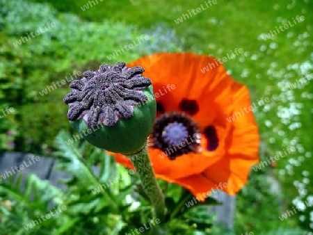 Mohn