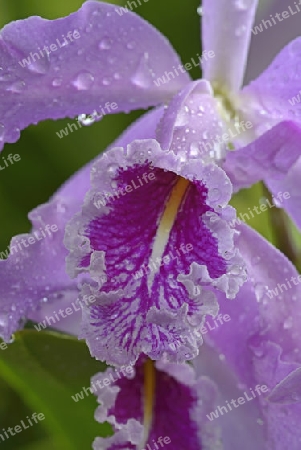 Orangerote Cattleya, Orchidee ( Cattleya aurantiaca ) , Zentralamerika