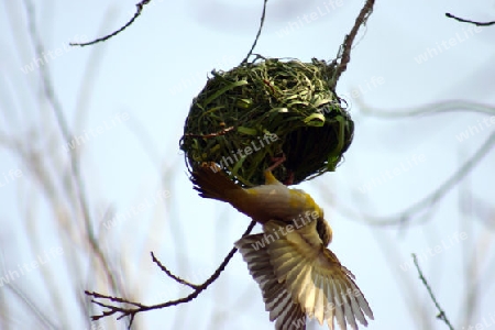 Spotted-backed Weaver, Ploceus cucullatus