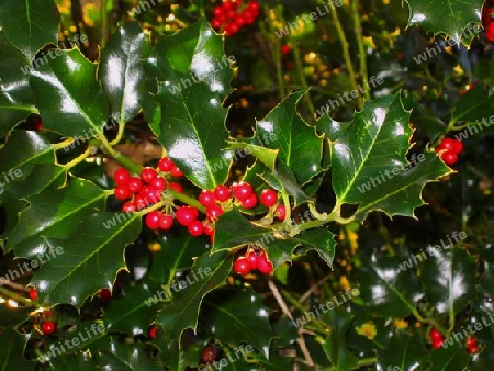 Christmas Holly