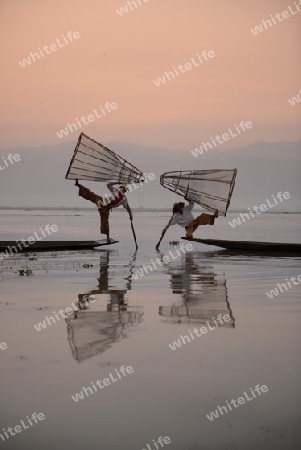 Fishermen at sunrise in the Landscape on the Inle Lake in the Shan State in the east of Myanmar in Southeastasia.