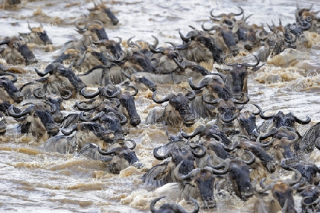 Gnu, Streifengnu, Weissbartgnu (Connochaetes taurinus), Gnumigration, Gnus beim durchqueren des Mara River, Masai Mara, Kenia