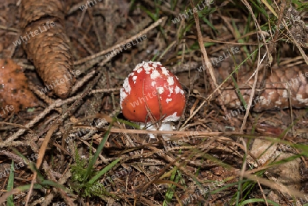 Kleiner Fliegenpilz im Wald