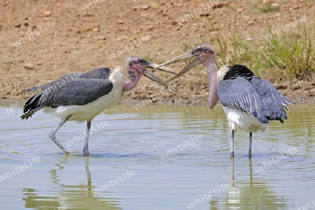 Marabu, Marabus (Leptoptilos crumeniferus), streiten im Teich, Masai Mara, Kenia, Afrika