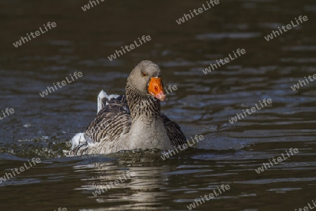 Graufarbene Hausgans auf dem See