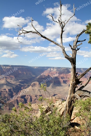 Grand Canyon Baum