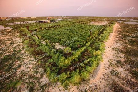 Asien, Suedost, Indonesien, Bali, Insel, Nusa Lembongan, Landschaft, Natur, Meer, Kuestet, Alltag, Wirtschaft, Seegras, Plantage, Rohstoff, Ernte,   (Urs Flueeler) 