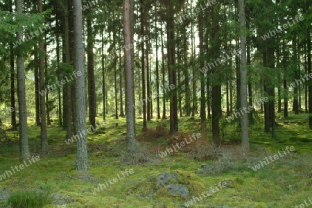 Wald