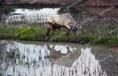 Rinder auf der Weide in einem Reisfeld in der Provinz Amnat Charoen nordwestlich von Ubon Ratchathani im nordosten von Thailand in Suedostasien.