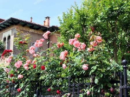 Gartenrosen in Lido di Venezia