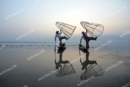 Fishermen at sunrise in the Landscape on the Inle Lake in the Shan State in the east of Myanmar in Southeastasia.