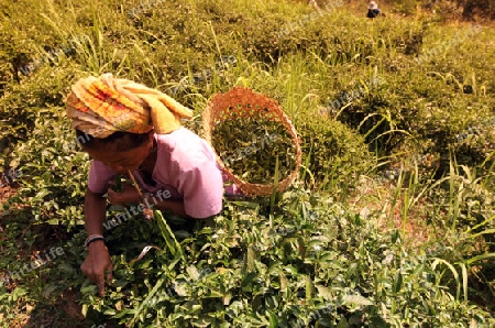 Teepfluecker ernten Teeblaetter in einer Tee Plantagen beim Bergdorf Mae Salong in der Huegellandschaft noerdlich von Chiang Rai in der Provinz Chiang Rai im Norden von Thailand in Suedostasien.