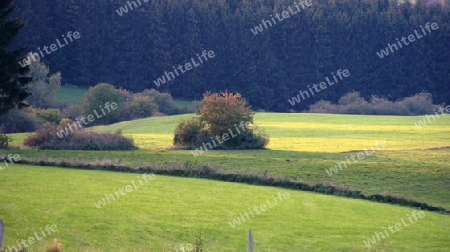 Busch auf Wiese