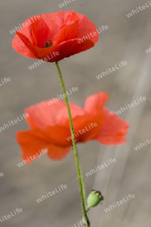 Mohn