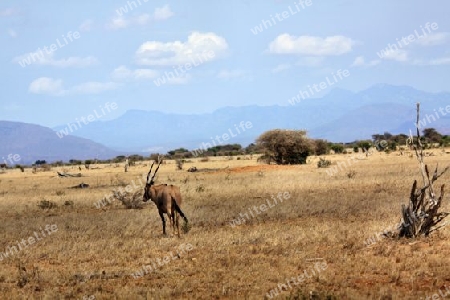 Safari