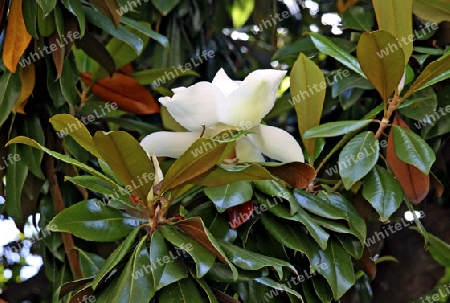 Weisse Magnolie