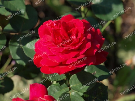 Makro Rose im Garten