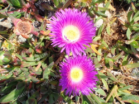 Mittagsblume - Lampranthus