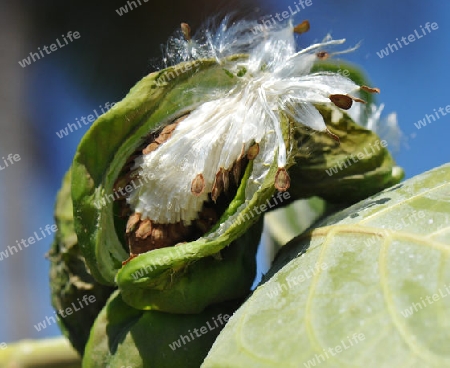 Sodomsapfel, Frucht mit Samen - Calotropis procera