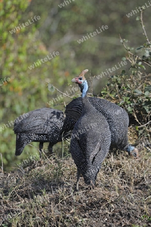 Helmperlhuhn (Numida meleagris), Masai Mara Nationalpark, Kenia, Afrika