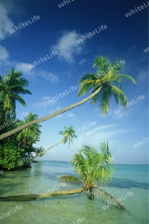 
Der Traumstrand mit Palmen und weissem Sand an der Insel Velavaru im Southmale Atoll auf den Inseln der Malediven im Indischen Ozean.   