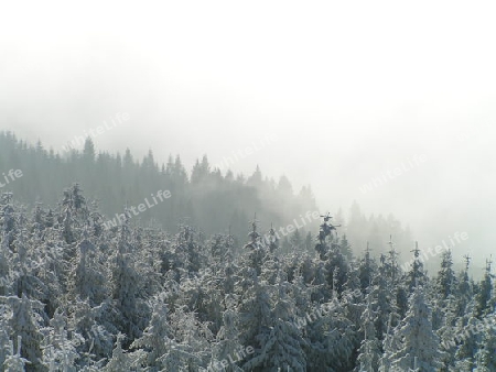 Wintervolken in Wald