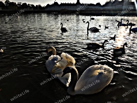 Schwannensee