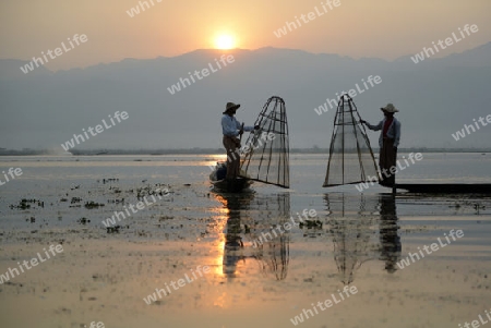 Fishermen at sunrise in the Landscape on the Inle Lake in the Shan State in the east of Myanmar in Southeastasia.