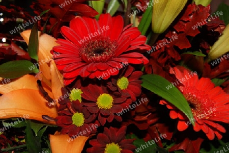 rote gerbera