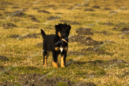 Mit den Hunden am Inn