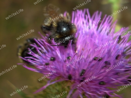 Blume mit Insekten