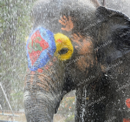 Das Songkran Fest oder Wasserfest zum Thailaendischen Neujahr ist im vollem Gange in Ayutthaya noerdlich von Bangkok in Thailand in Suedostasien.  