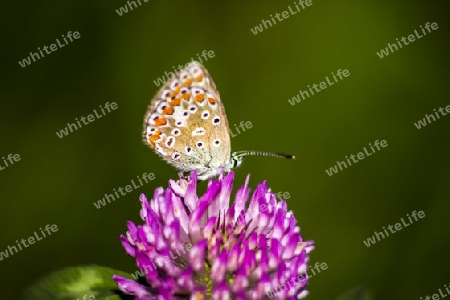 Schmetterling